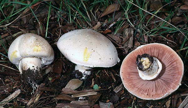 Agaricus xanthoderma